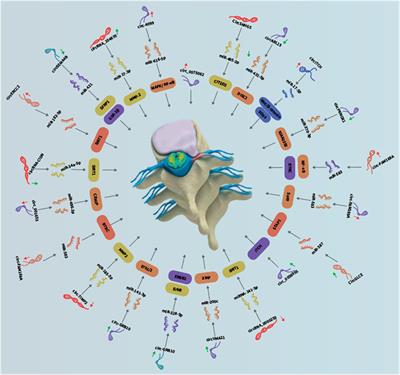 Circular RNAs in Intervertebral Disc Degeneration: An Updated Review